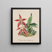 Collection d'orchidées Pl56 - Anonym — inramlat konstverk på väggen