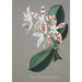 Collection d'orchidées Pl58 - Anonym — vy av konstverket