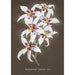 Collection d'orchidées Pl64 - Anonym — vy av konstverket