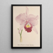 Reproduktion av målningen Collection d'orchidées Pl71 - Anonym