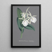 Reproduktion av målningen Collection d'orchidées Pl74 - Anonym