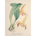 Collection d'orchidées Pl77 - Anonym — vy av konstverket