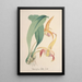 Collection d'orchidées Pl77 - Anonym — inramlat konstverk på väggen