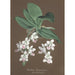 Collection d'orchidées Pl86 - Anonym — vy av konstverket