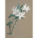 Reproduktion av målningen Collection d'orchidées Pl89 - Anonym