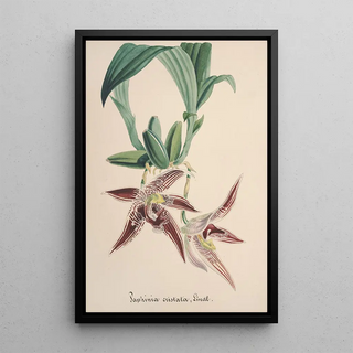 Anonymous - Collection dorchidees Pl94.webp