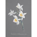Collection d'orchidées Pl95 - Anonym — vy av konstverket