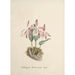 Collection d'orchidées Pl97 - Anonym — vy av konstverket