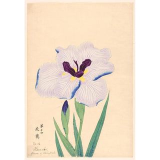 Anonymous - Flower of Hollyhock HanaAoi.webp