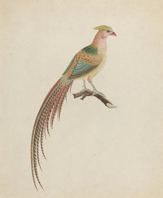Anonymous - Golden Pheasant Chrysolophus pictus.webp