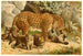 Leopards - Anonym — vy av konstverket