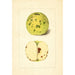 Malus domestica - Anonym — vy av konstverket