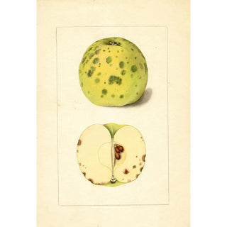 Anonymous - Malus domestica.webp