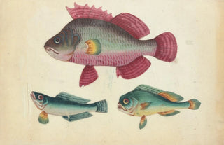 Anonymous - One pink fish two green fish.webp
