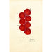 Prunus domestica Coletto - Anonym — vy av konstverket