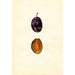 Prunus domestica Stanley - Anonym — vy av konstverket