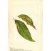 Prunus persica - Anonym — vy av konstverket
