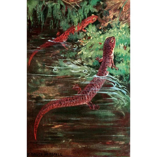 Anonymous - Purple Salamander And Red Salamander.webp