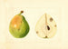 Pyrus communis - Anonym — vy av konstverket