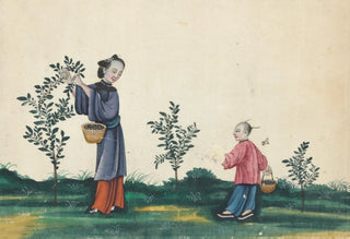 Anonymous - Tea bushes picking.webp