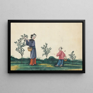 Anonymous - Tea bushes picking.webp