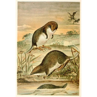 Anonymous - Webfooted Shrews.webp
