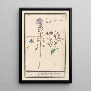 Anselmus Botius de Boodt - 1 hyacinthus dioscoridis Major comosus.webp