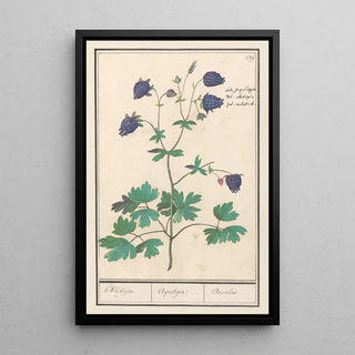 Anselmus Botius de Boodt - Akelei Aquilegia Akeleijen Aquilegia Aucolied.webp