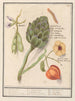 Artisjok Cynara scolymus tuinbonen Vicia faba et lampionplant Physalis - Anselmus Botius de Boodt — vy av konstverket