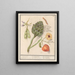 Artisjok Cynara scolymus tuinbonen Vicia faba et lampionplant Physalis - Anselmus Botius de Boodt — inramlat konstverk på väggen