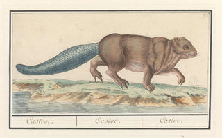 Anselmus Botius de Boodt - Bever Castor Castoor Castor Castor.webp