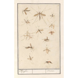 Anselmus Botius de Boodt - Blad met dertien muggen Mugghen Cousins.webp