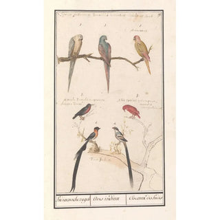 Anselmus Botius de Boodt - Blad met zeven tropische vogels Indiaensche vogels Aves indicae Oiseaux des Indes.webp