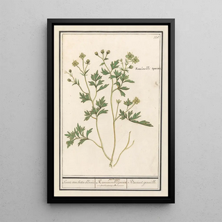 Anselmus Botius de Boodt - Boterbloem Ranunculus Soorte van boter bloeme Ranunculi palustris Species Bacinet genoille.webp