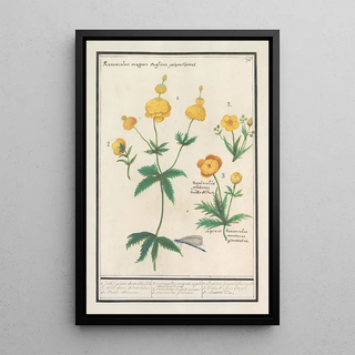 Anselmus Botius de Boodt - Boterbloemen Ranunculus.webp