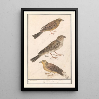 Anselmus Botius de Boodt - Cirlgors Emberiza cirlus grauwe gors Emberiza calandra en een geelgors Emberiza citrinella.webp