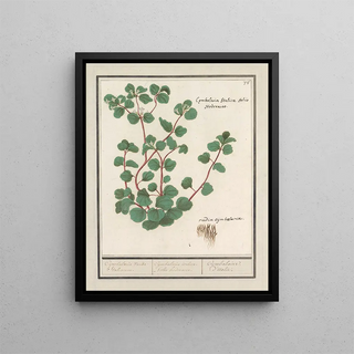 Anselmus Botius de Boodt - Cymbalaria Cymbalaria vande Italiaenen Cijmbalaria italica folio hederaceo Cymbalaire ditalie.webp