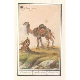 Anselmus Botius de Boodt - Dromedaris Camelus dromedarius Dromadaris Camelusdromas Dromedaire.webp