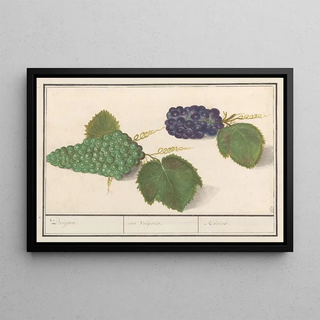 Anselmus Botius de Boodt - Druif Vitis vinifera Druijven uva Vulgaris Raisins.webp