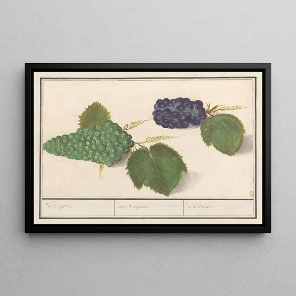 Anselmus Botius de Boodt - Druif Vitis vinifera Druijven uva Vulgaris Raisins.webp