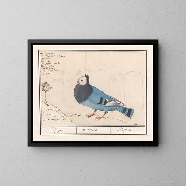 Colombe des pigeons - Anselmus Botius de Boodt — inramlat konstverk på väggen