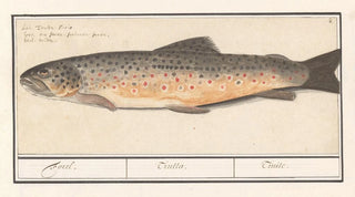 Anselmus Botius de Boodt - Forel Salmo trutta Forel Trutta Truile.webp