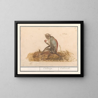 Anselmus Botius de Boodt - Geelgroene meerkat Chlorocebus sabaeus Callitrijx Callitriche.webp