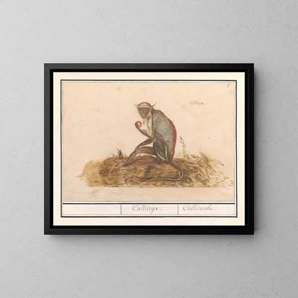 Suricate grön Chlorocebus sabaeus Callitrix Callitriche - Anselmus Botius de Boodt — inramlat konstverk på väggen