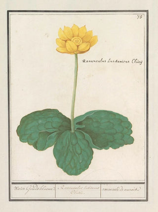 Anselmus Botius de Boodt - Gele plomp Nuphar lutea Water Gouds bloeme Ranunculus lusitanus Clusii renoncule de marais.webp
