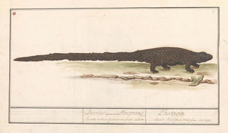 Anselmus Botius de Boodt - Hagedis Lacertilia.webp