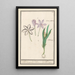 höstlök Colchicum autumnale 1 saffran 2 hermodactyles colchiques - Anselmus Botius de Boodt