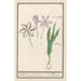 höstlök Colchicum autumnale 1 saffran 2 hermodactyles colchiques - Anselmus Botius de Boodt
