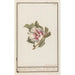 Reproduktion av målningen Hibiscus Hibiscus syriacus - Anselmus Botius de Boodt
