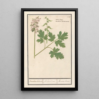 Anselmus Botius de Boodt - Holwortel Corydalis cava Boonkens holwortel Radix Cava Racine Creuse.webp